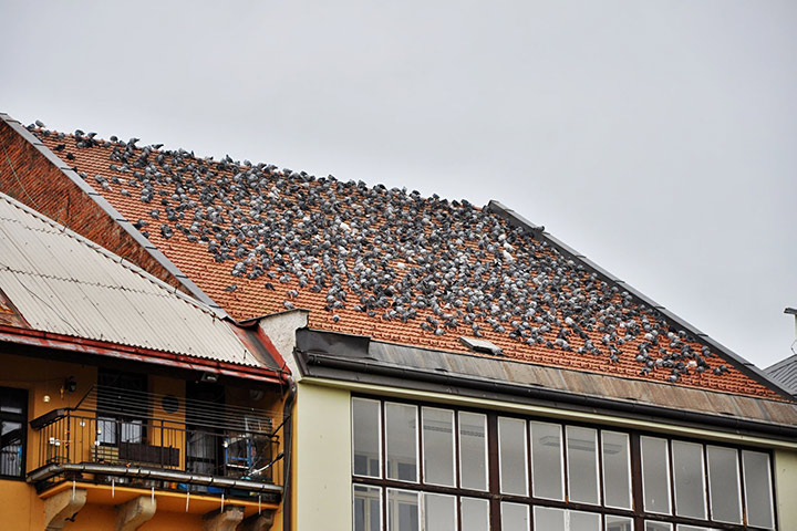 A2B Pest Control are able to install spikes to deter birds from roofs in Tring. 