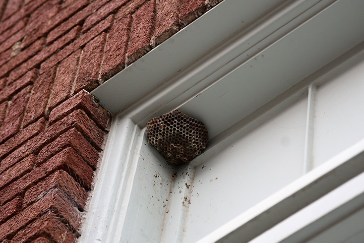 We provide a wasp nest removal service for domestic and commercial properties in Tring.